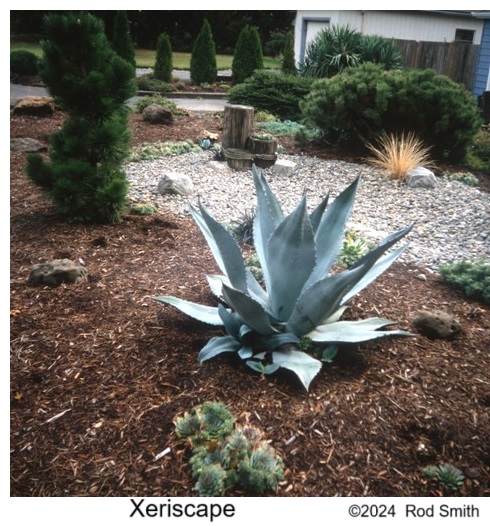 Xeriscape