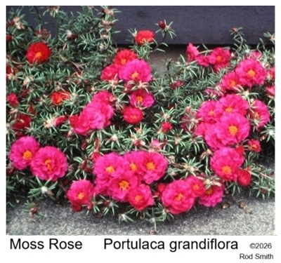 Moss Rose