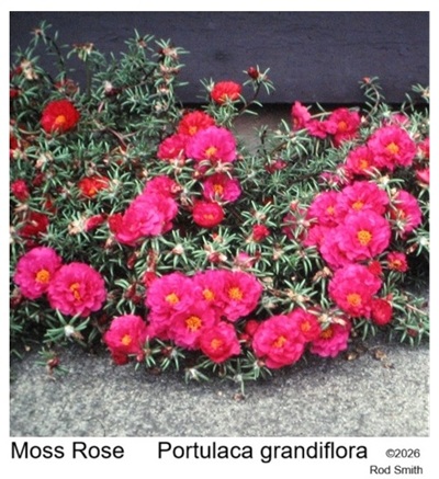 Moss Rose