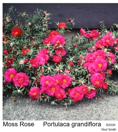 Moss Rose