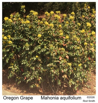 Oregon Grape