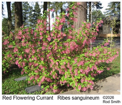 Red Flowering Currant