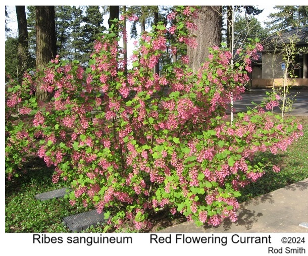 Red Flowering Currant