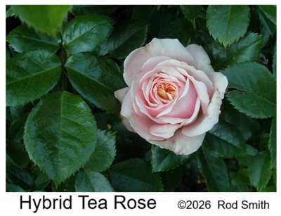 Hybrid Tea Rose