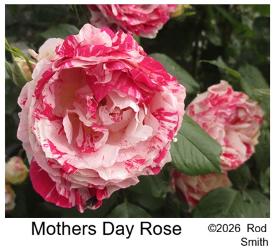 Mothers Day Grandiflora Rose