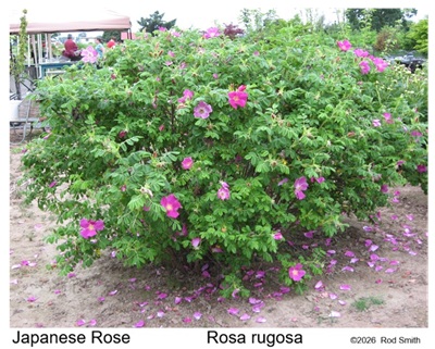 Rosa rugosa