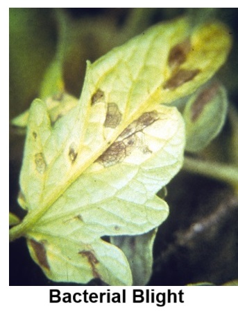 Bacterial Blight