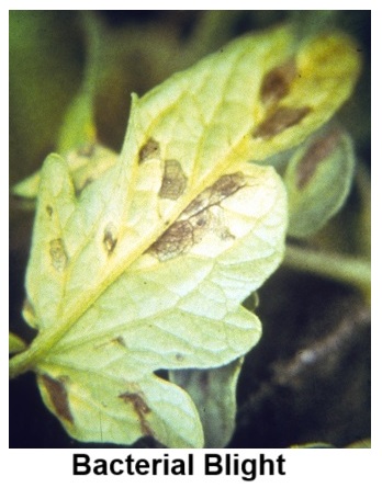 Bacterial Blight