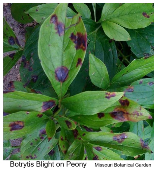 Botrytis Blight