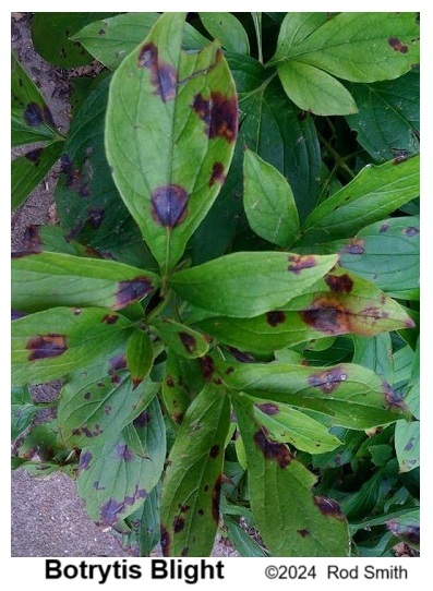 Botrytis Blight