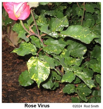 Rose Virus