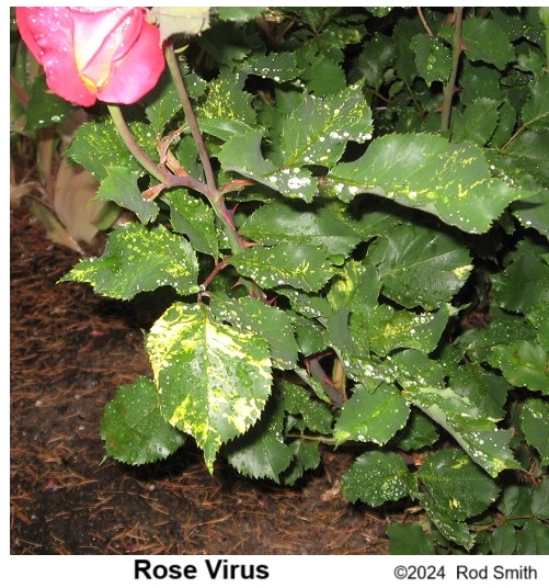 Rose Virus