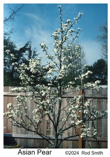 Asian Pear
