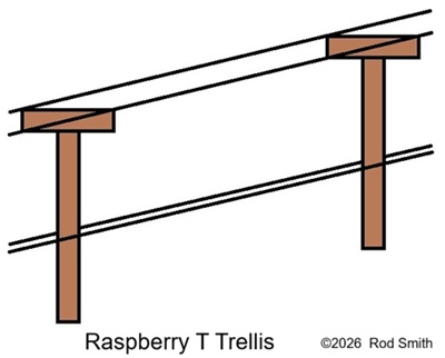 Berry Trellis