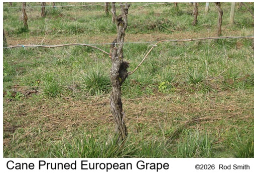 Cane Pruned European Grape