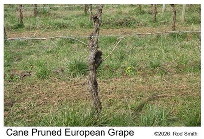 Cane Pruned European Grape