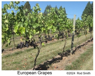 European Grape