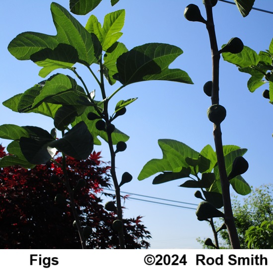 Fig trees