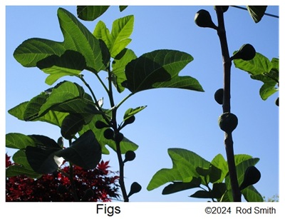 Fig trees