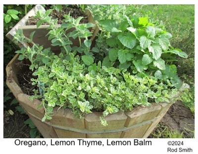 Herb planter