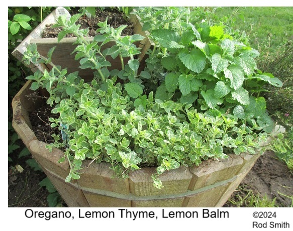 Herb planter