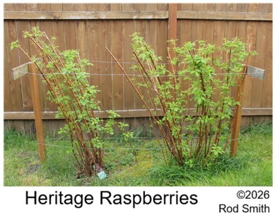 Heritage Raspberries