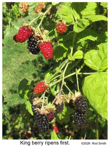 King Berry