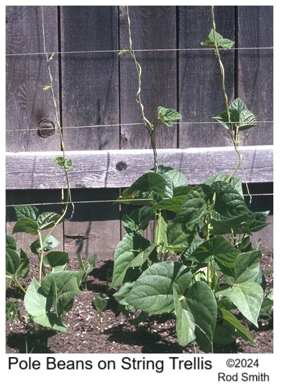 Pole Beans