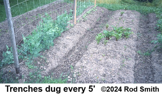 Trenched Raised Bed