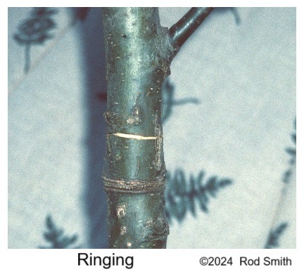 Ringing young tree