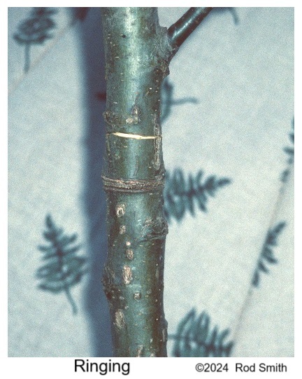 Ringing young tree