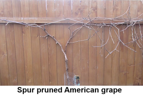 Spur Pruned American Grape