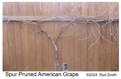 Spur Pruned American Grape
