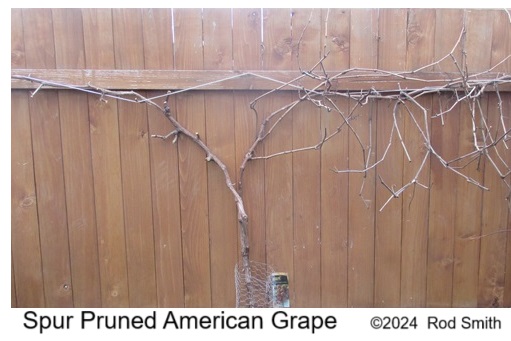 Spur Pruned American Grape