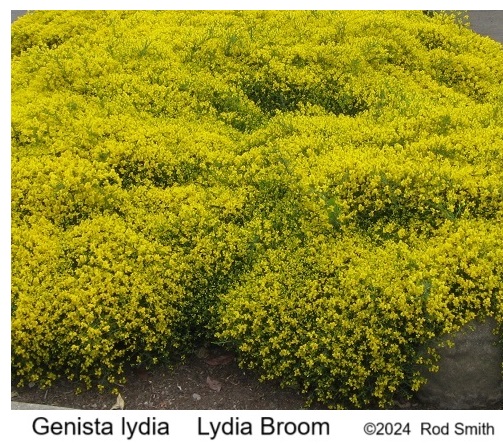 Lydia Broom