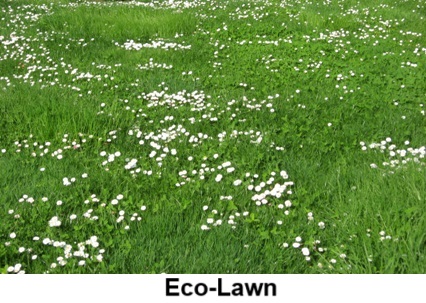 Eco-Lawn from ProTime