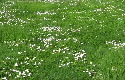 Eco=Lawn from ProTime