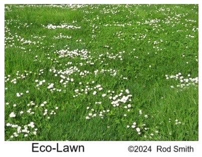 Eco-Lawn