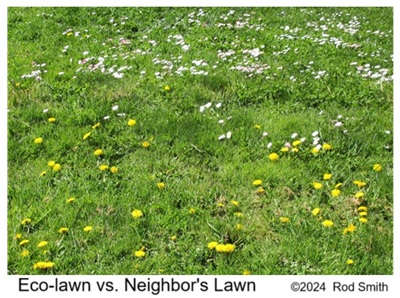 Eco-Lawn vs. Neighbor's Lawn