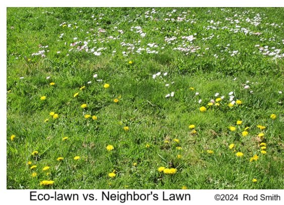 Eco-Lawn vs. Neighbor's Lawn