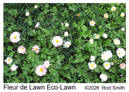 Fleur de Lawn Eco-Lawn from ProTime