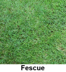 Fescue