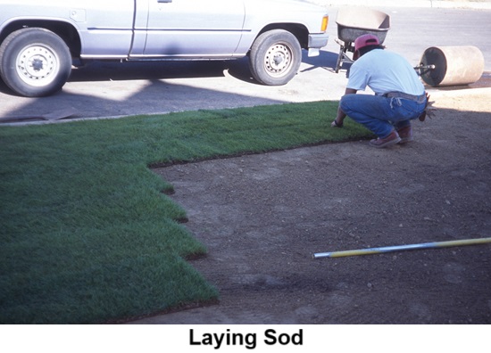 Laying Sod