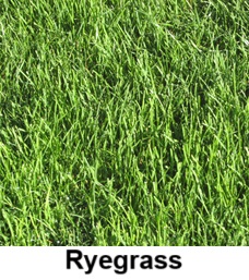 Perennial Ryegrass