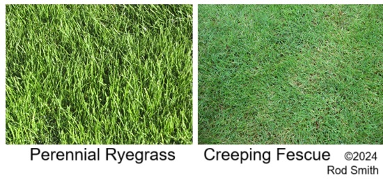 Perennial Ryegrass, Creeping Fescue