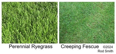 Perennial Ryegrass, Creeping Fescue