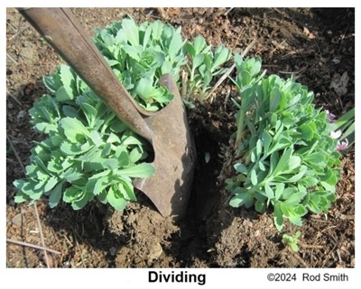 Dividing