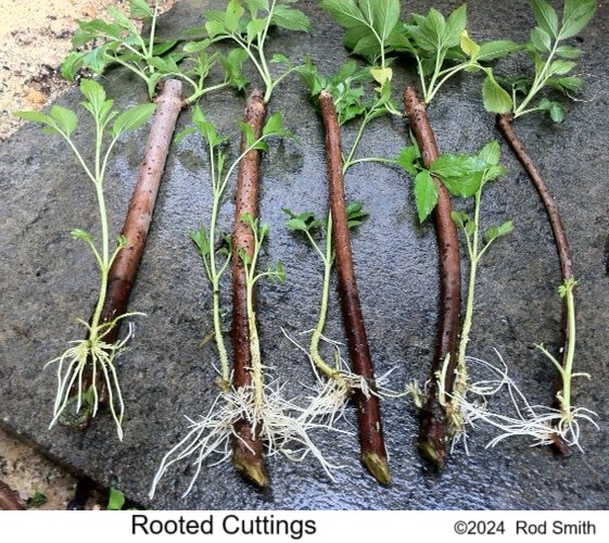 Rooted Cuttings