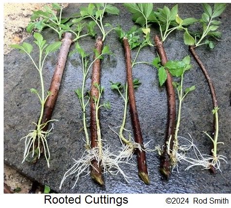 Rooted Cuttings