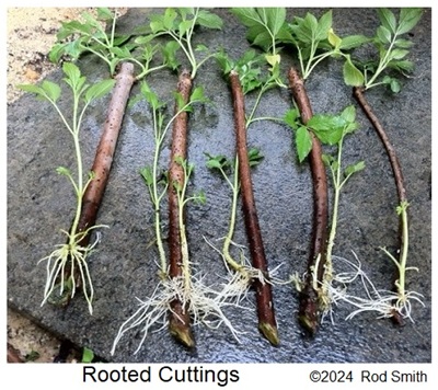 Rooted Cuttings